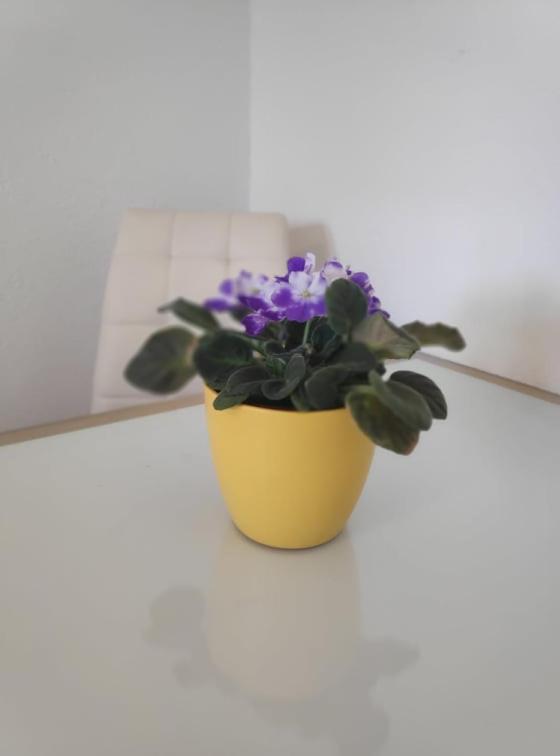 Apartmani Lucica Jezera Eksteriør billede